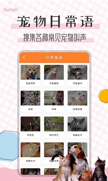 猫语翻译宝